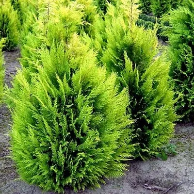 Кипарисовик ИВОНЕ лавсана  Кипарисовик ИВОНЕ лавсана в Ростове-на-Дону