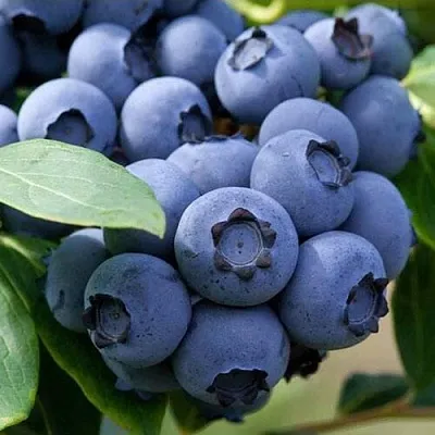 Голубика СПАРТАН  Голубика СПАРТАН в Ростове-на-Дону