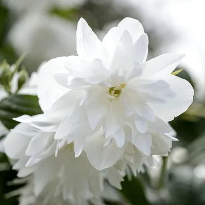 Жасмин МИНЕСОТА СНОУФЛЕЙК  Жасмин МИНЕСОТА СНОУФЛЕЙК в Ростове-на-Дону