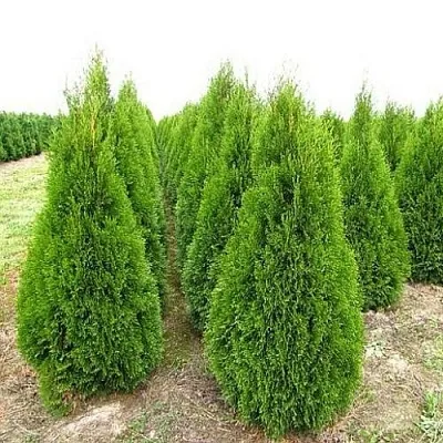 Туя СМАРАГД западная  Туя СМАРАГД западная в Ростове-на-Дону