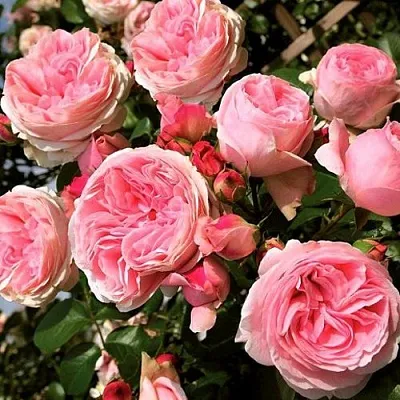 Саженцы роз ДЖАРДИНА плетистая  Саженцы роз ДЖАРДИНА плетистая в Ростове-на-Дону