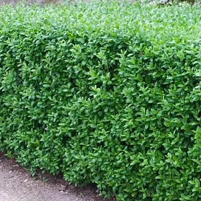 Бирючина обыкновенная АТРОВИРЕНС в Ростове-на-Дону