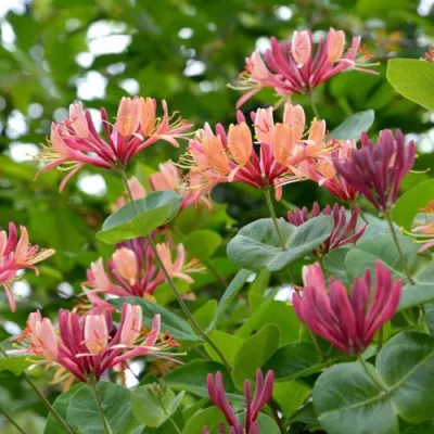 Жимолость ГЕКРОТА в Ростове-на-Дону