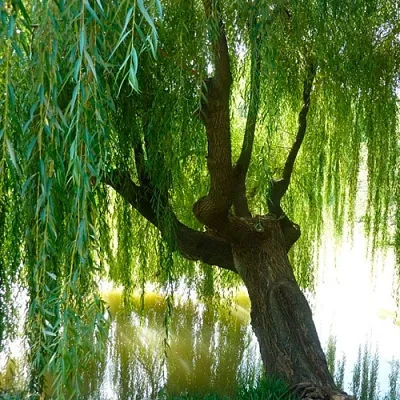 Ива  Ива в Ростове-на-Дону