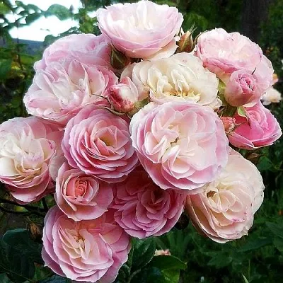 Саженцы роз БУКЕТ ПАРФЕ мускусная  Саженцы роз БУКЕТ ПАРФЕ мускусная в Ростове-на-Дону