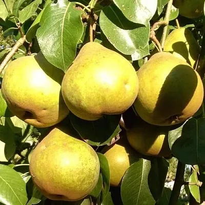 Груша ПЛАТОНОВСКАЯ  Груша ПЛАТОНОВСКАЯ в Ростове-на-Дону