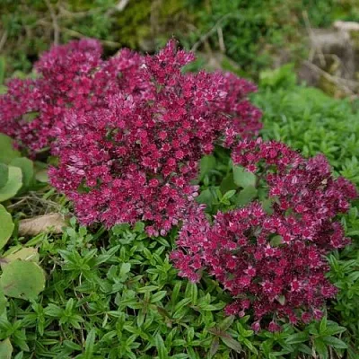 Очиток (седум) РУБИ ГЛОУ скальный  Очиток (седум) РУБИ ГЛОУ скальный в Ростове-на-Дону