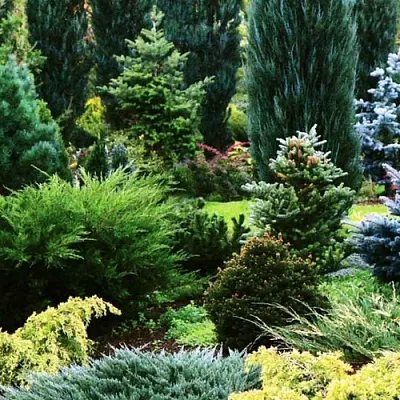 Хвойные растения  Хвойные растения в Ростове-на-Дону