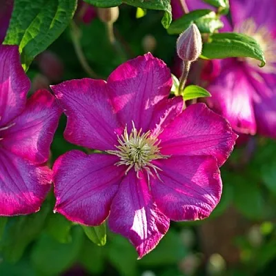 Клематис КАРМЕНСИТА  Клематис КАРМЕНСИТА в Ростове-на-Дону