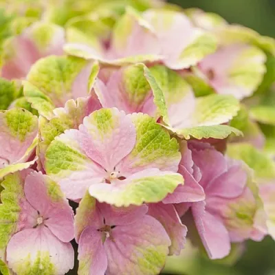 Гортензия МЭДЖИКАЛ КРИСТАЛЛ крупнолистная  Гортензия МЭДЖИКАЛ КРИСТАЛЛ крупнолистная в Ростове-на-Дону