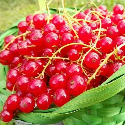 Красная в Ростове-на-Дону