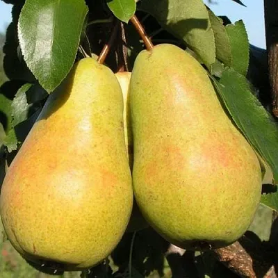 Груша ЧИЖОВСКАЯ  Груша ЧИЖОВСКАЯ в Ростове-на-Дону