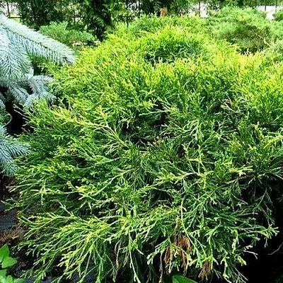 Кипарисовик ФИЛИФЕРА АУРЕА ВАРИЕГАТТА горохоплодный  Кипарисовик ФИЛИФЕРА АУРЕА ВАРИЕГАТТА горохоплодный в Ростове-на-Дону