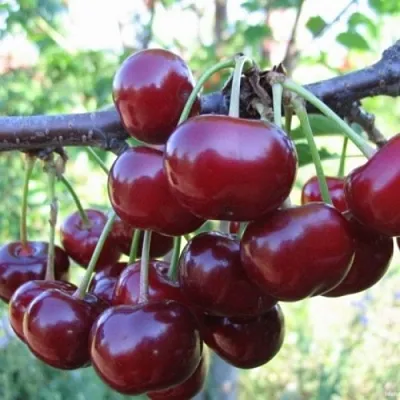 Вишня НОРД СТАР  Вишня НОРД СТАР в Ростове-на-Дону