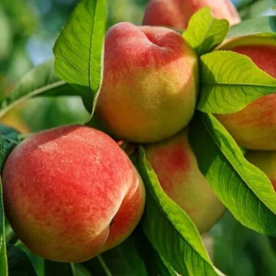 Персик Вайн Голд Персик Вайн Голд