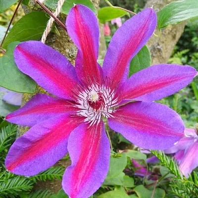 Клематис АКАИШИ  Клематис АКАИШИ в Ростове-на-Дону