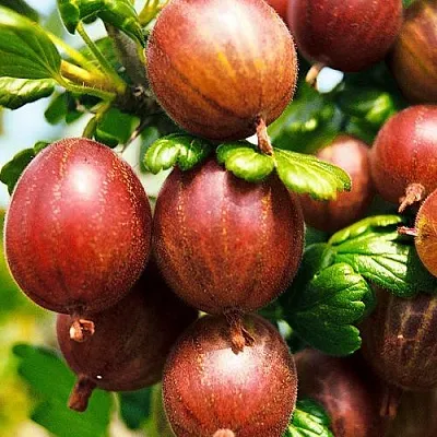 Крыжовник ШЕРШНЕВСКИЙ  Крыжовник ШЕРШНЕВСКИЙ в Ростове-на-Дону