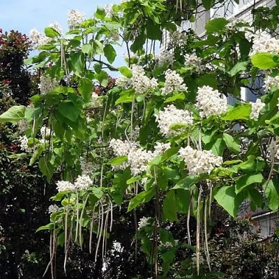 Катальпа  Катальпа в Ростове-на-Дону