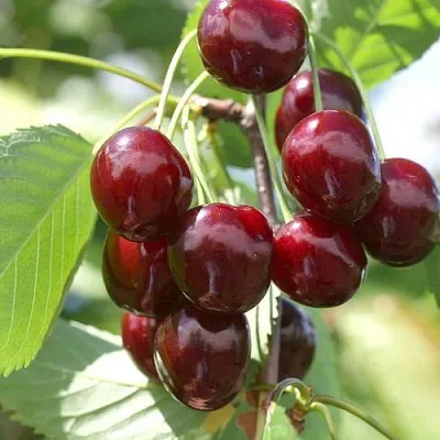 Черешня ОВСТУЖЕНКА  Черешня ОВСТУЖЕНКА в Ростове-на-Дону