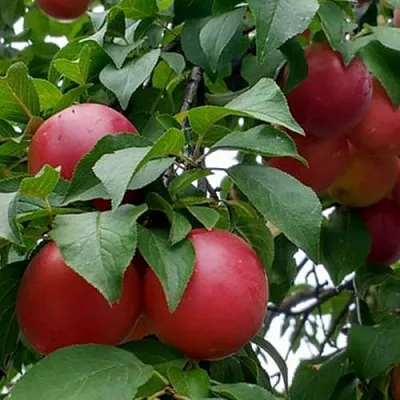 Плумкот БИРИКОККОЛО ГИГАНТЕ ДИ БУДРИО  Плумкот БИРИКОККОЛО ГИГАНТЕ ДИ БУДРИО в Ростове-на-Дону