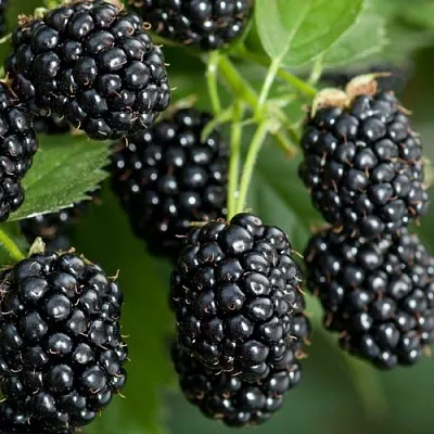 Ежевика ЧЕРНАЯ МАГИЯ ремонтантная  Ежевика ЧЕРНАЯ МАГИЯ ремонтантная в Ростове-на-Дону