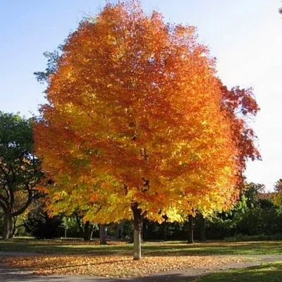 Клен серебристый  Клен серебристый в Ростове-на-Дону