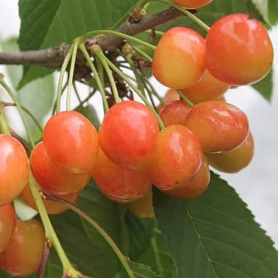 Черешня СЕВЕРНАЯ  Черешня СЕВЕРНАЯ в Ростове-на-Дону