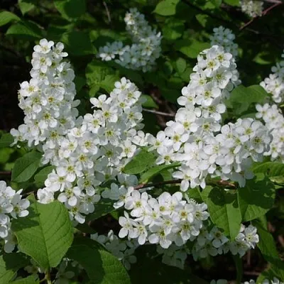 Черемуха ПАМЯТИ САЛАМАТОВА  Черемуха ПАМЯТИ САЛАМАТОВА в Ростове-на-Дону