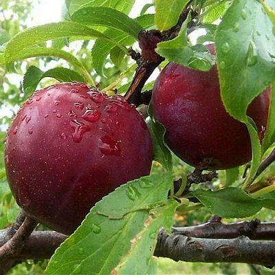 Слива КЛЕОПАТРА  Слива КЛЕОПАТРА в Ростове-на-Дону