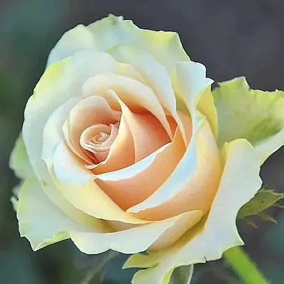 Саженцы роз ТАЛЕЯ чайно-гибридная  Саженцы роз ТАЛЕЯ чайно-гибридная в Ростове-на-Дону