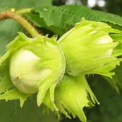 Фундук КАТАЛОНСКИЙ  Фундук КАТАЛОНСКИЙ в Ростове-на-Дону