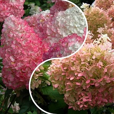 Комплект МАЛИНОВЫЙ ЗАКАТ в Ростове-на-Дону