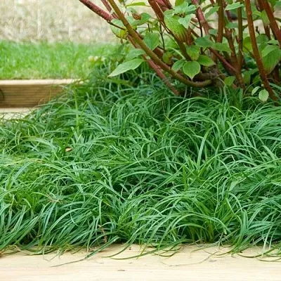 Осока БИТЛЗ  Осока БИТЛЗ в Ростове-на-Дону