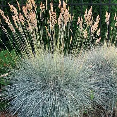 Овсянница ЭЛАЙДЖА БЛЮ  Овсянница ЭЛАЙДЖА БЛЮ в Ростове-на-Дону