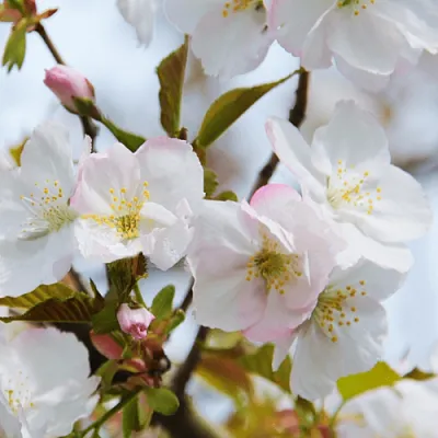 Вишня ОКАМЕ  Вишня ОКАМЕ в Ростове-на-Дону