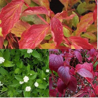 Комплект СЕВЕРНОЕ СИЯНИЕ в Ростове-на-Дону