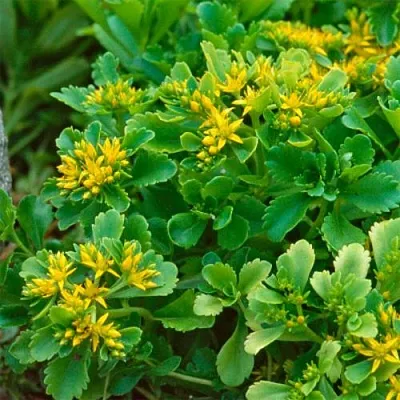 Очиток (седум) ИММЕРГРУН камчатский  Очиток (седум) ИММЕРГРУН камчатский в Ростове-на-Дону