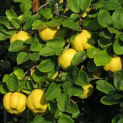 Айва  Айва в Ростове-на-Дону