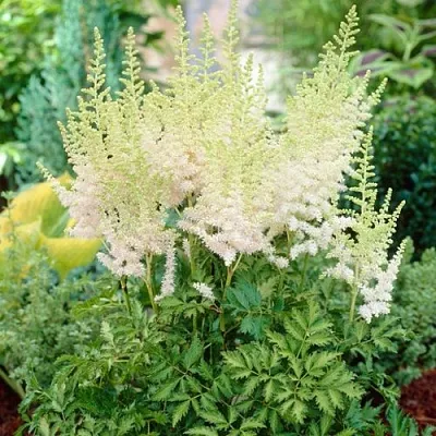 Астильба МИЛК ЭНД ХАНИ китайская  Астильба МИЛК ЭНД ХАНИ китайская в Ростове-на-Дону