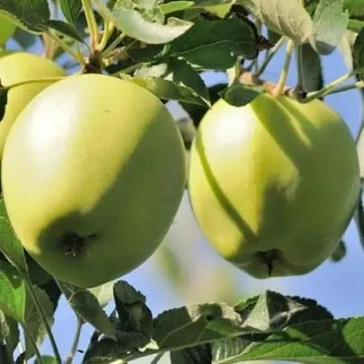 Яблоня САХАРНАЯ  Яблоня САХАРНАЯ в Ростове-на-Дону