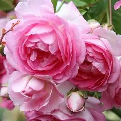 Саженцы роз ЖАСМИНА плетистая  Саженцы роз ЖАСМИНА плетистая в Ростове-на-Дону