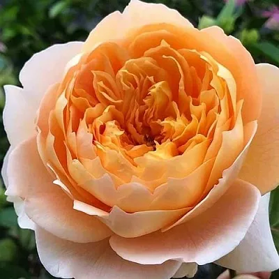 Саженцы роз ЭФФИ чайно-гибридная  Саженцы роз ЭФФИ чайно-гибридная в Ростове-на-Дону