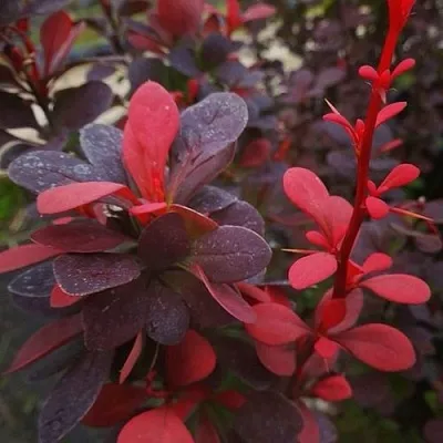 Барбарис РЕД ПИЛЛАР тунберга в Ростове-на-Дону