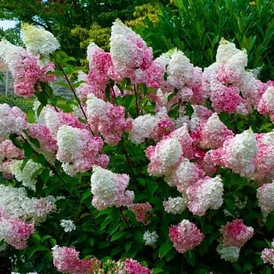 Гортензия  Гортензия в Ростове-на-Дону