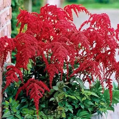 Астильба РЕД ЧАРМ Арендса  Астильба РЕД ЧАРМ Арендса в Ростове-на-Дону