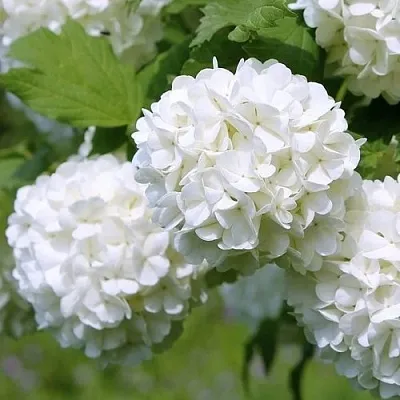 Калина декоративная  Калина декоративная в Ростове-на-Дону