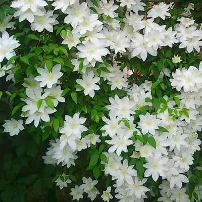 Клематис ТОКИ  Клематис ТОКИ в Ростове-на-Дону