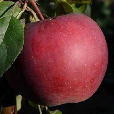 Яблоня БЕЛОРУССКОЕ СЛАДКОЕ  Яблоня БЕЛОРУССКОЕ СЛАДКОЕ в Ростове-на-Дону
