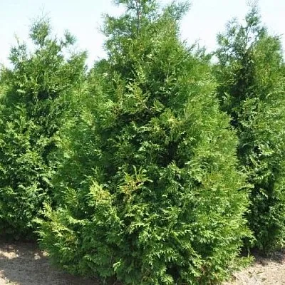 Туя ВАКСЕН западная  Туя ВАКСЕН западная в Ростове-на-Дону