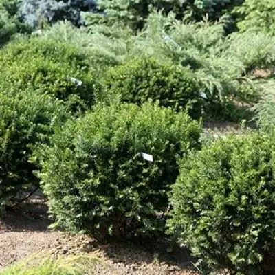 Тис НАНА остроконечный   Тис НАНА остроконечный  в Ростове-на-Дону